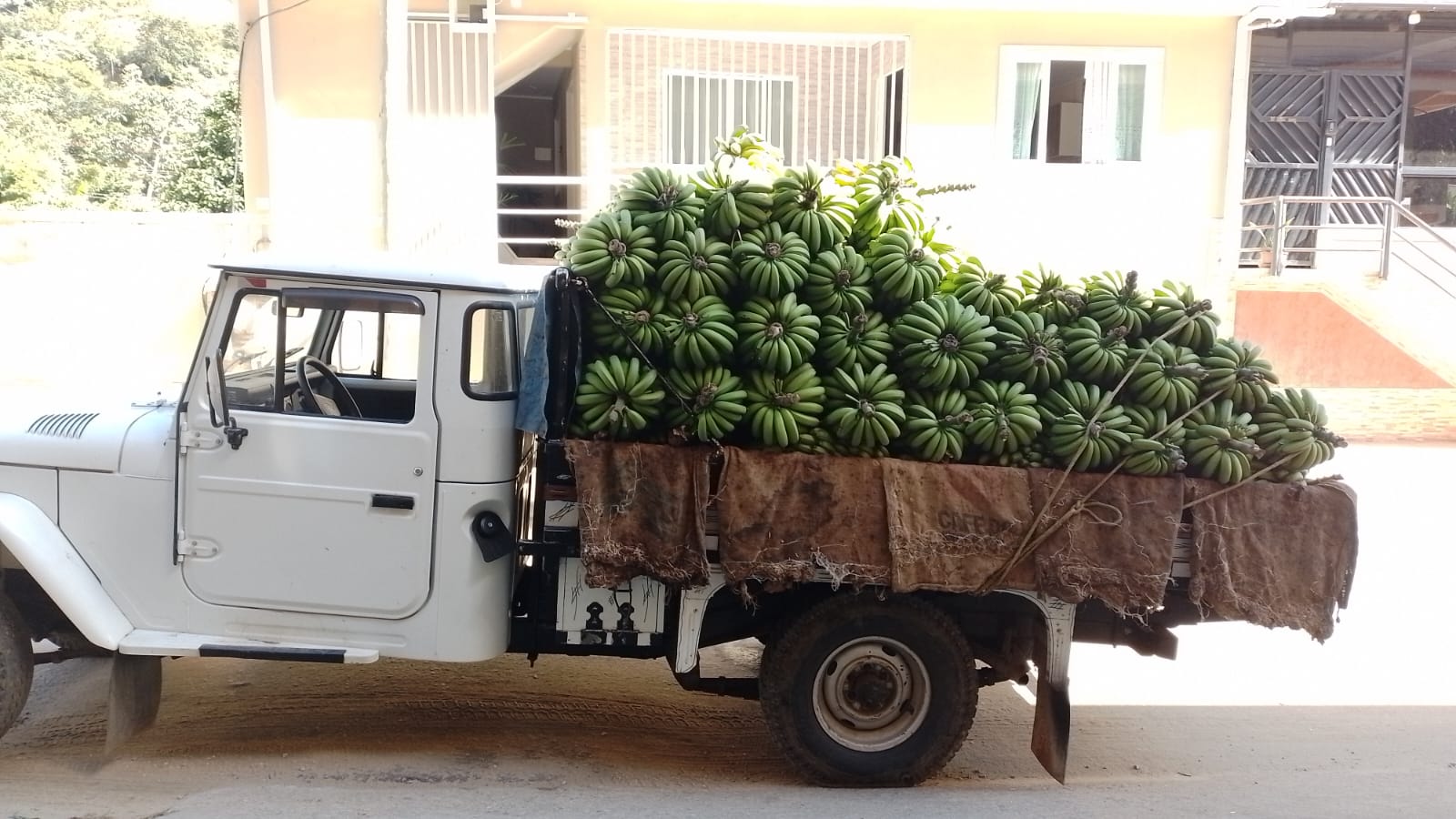 Mãos segurando bananas colhidas em plantação na Região Serrana do Rio de Janeiro